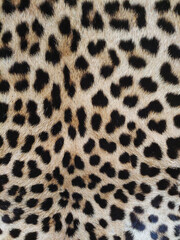 Leopard skin close-up with texture of spots and wool