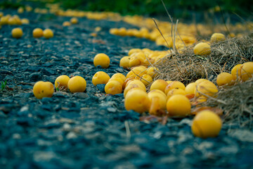 Yellow fruits fallen on the ground