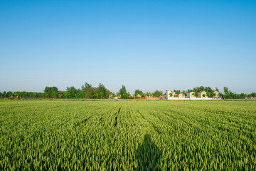 Fototapeta premium countryside landscape,wheat field with blue sky.