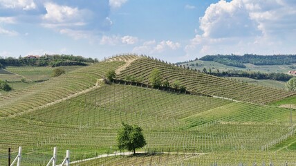 the landscapes of the Piedmontese Langhe of Barolo and Monforte d'alba in spring. Land of vineyards producing the best wines in the world