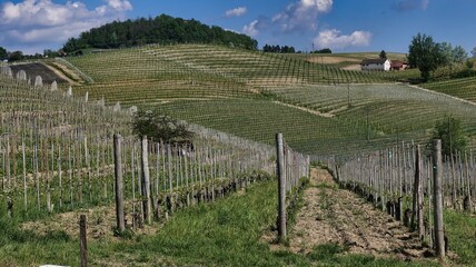 Fototapeta na wymiar the splendid Piedmontese Langhe with its vineyards and world famous wine, in the areas of Barolo and Monforte