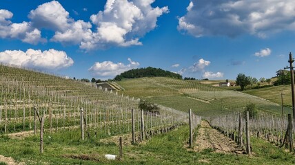 Fototapeta na wymiar the vineyards of Barolo in the Piedmontese Langhe, where the grapes of the best wines in the world grow