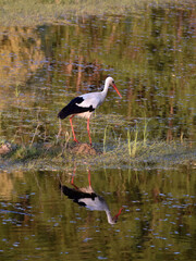 Stork in water, its natural habitat, walk and looking for food, reflection in water