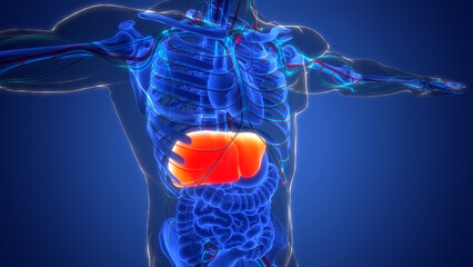 Human Internal Digestive Organ Liver Anatomy - obrazy, fototapety, plakaty