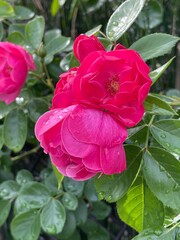 5月の庭の水滴のついた赤いバラの花。潤いのある花びら