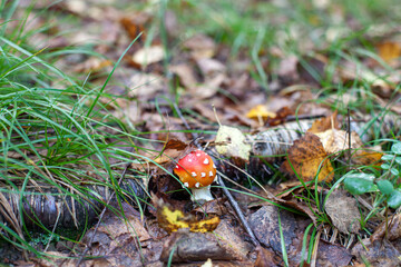 Small red Amanita mushroom in a wood. Closeup of a colourful poisonous mushroom.