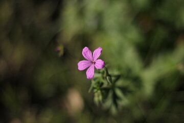 Blooming time. Flowers in April, in the garden, against the background of grass.