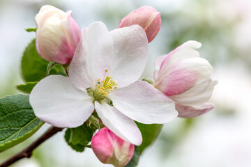 Fototapeta na wymiar Apple blossom close up. Selective focus.