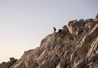 goat standing on the edge of  a cliff in the mountains at sunset