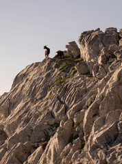 goat standing on the edge of  a cliff in the mountains at sunset