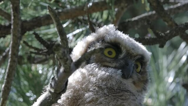 Great Horned Owlet of America