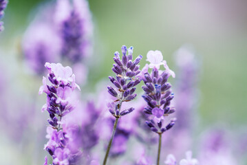 Close-up macro image lavender flowers. Plant decay with insects., sunny lavender. Lavender flowers in field. Soft focus,