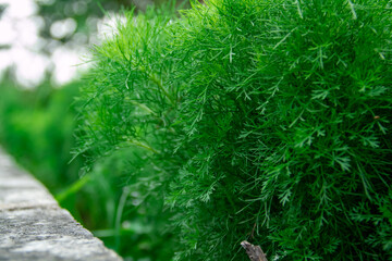 Close-up of the bush Eupatorium capillifolium