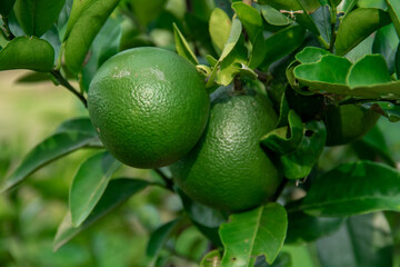 Green oranges still on the tree on the farm