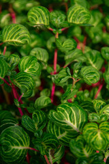 The leaves of the iresine herbstii plant in the garden