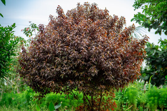 Purple aerva sanguinolenta tree background in the garden