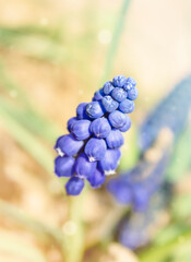 Blue hyacinth flower on a light defocused background.