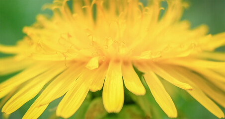 Yellow dandelion macro. Horizontal photography.