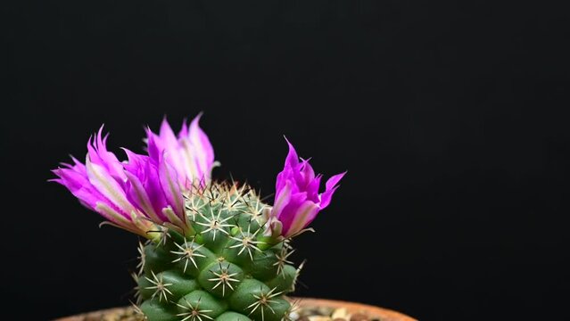 4K time lapse footage of Mammillaria Schumannii cactus flowers blooming on black background. Purple flowers from bud to full blossom