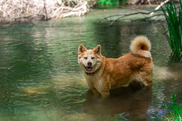 young female dog, akita inu, cooling off in a river in the forest during a hot spring sunny day