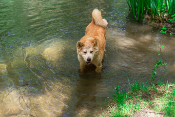 young female dog, akita inu, cooling off in a river in the forest during a hot spring sunny day