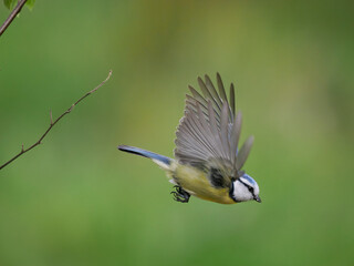 Blue tit, Cyanistes caeruleus,