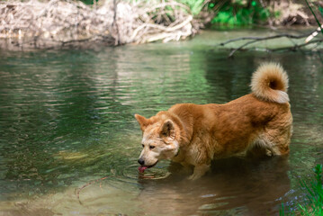 young female dog, akita inu, cooling off in a river in the forest during a hot spring sunny day