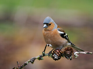 Chaffinch, Fringilla coelebs