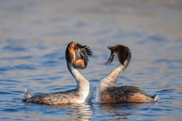 Great Crested Grebes courting in mating season at sunrise