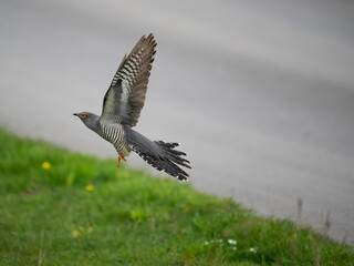 Common cuckoo, Cuculus canorus