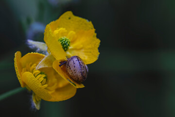 baby snail in yellow flowers with rainwater drops in the garden. macro image, horizontal and copy space.