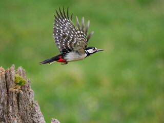 Great-spotted woodpecker, Dendrocopos major