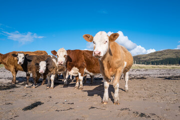 Cows grazing on the beach at Tralee Bay near Oban Argyll Scotland