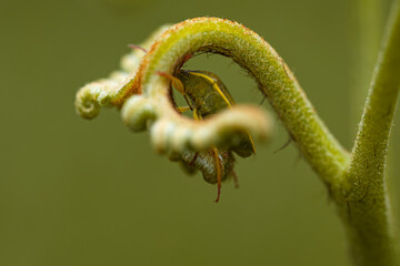 - shield bug at dawn hiding in the curls of the fern. macro photography. wild animal life of the forests.