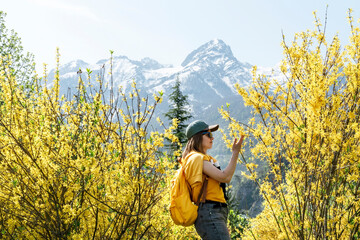 young woman traveler in cap with yellow backpack among flowering forsythia bushes touching branch...