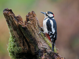 Great-spotted woodpecker, Dendrocopos major