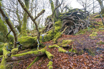 Gnarled roots and branches of fallen moss covered tree