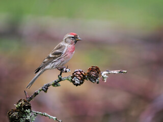 Lesser redpoll, Acanthis cabaret