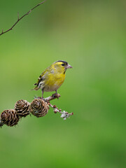 Siskin, Carduelis spinus