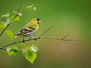Siskin, Carduelis spinus