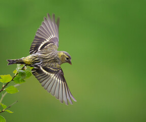 Siskin, Carduelis spinus