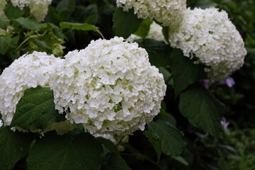 雨粒が輝く純白のあじさいの花