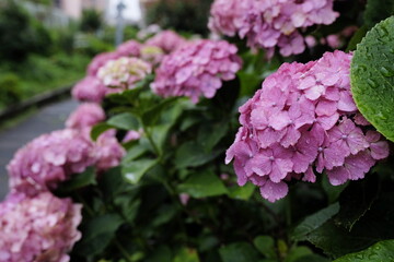 雨粒が輝く赤いあじさいの花