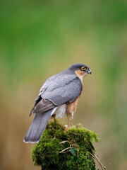 Sparrowhawk, Accipiter nisus