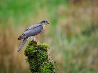 Sparrowhawk, Accipiter nisus