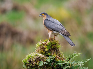 Sparrowhawk, Accipiter nisus