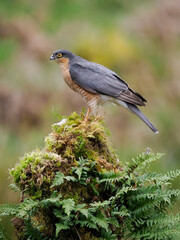 Sparrowhawk, Accipiter nisus