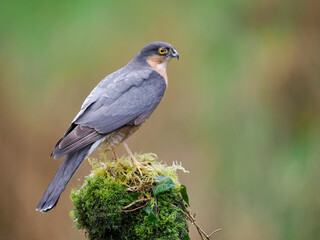 Sparrowhawk, Accipiter nisus