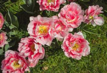 Fototapeta premium Beautiful double tulips in the middle of the grass. Pink white tulips. View from above. Particular light.