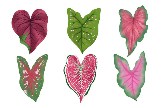 Set of Caladium leaf plant, Digital illustration isolated on white background